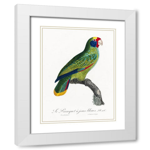 Levaillant Parrot IX White Modern Wood Framed Art Print with Double Matting by Levaillant, Francois