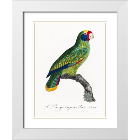 Levaillant Parrot IX White Modern Wood Framed Art Print with Double Matting by Levaillant, Francois