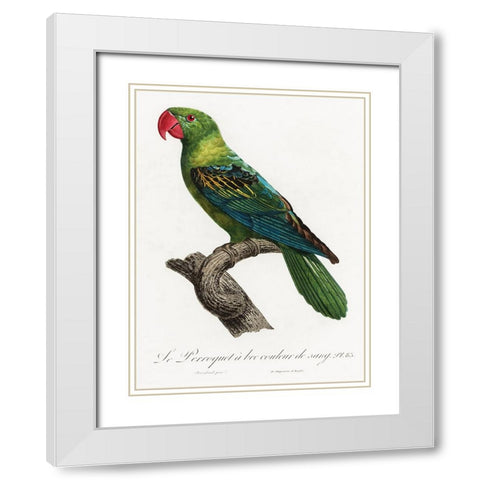 Levaillant Parrot X White Modern Wood Framed Art Print with Double Matting by Levaillant, Francois