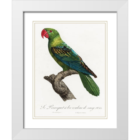 Levaillant Parrot X White Modern Wood Framed Art Print with Double Matting by Levaillant, Francois