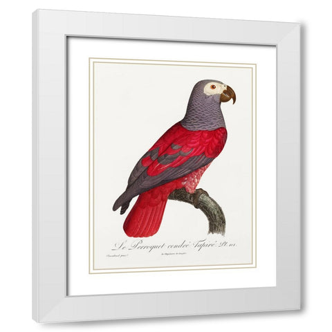 Levaillant Parrot XI White Modern Wood Framed Art Print with Double Matting by Levaillant, Francois
