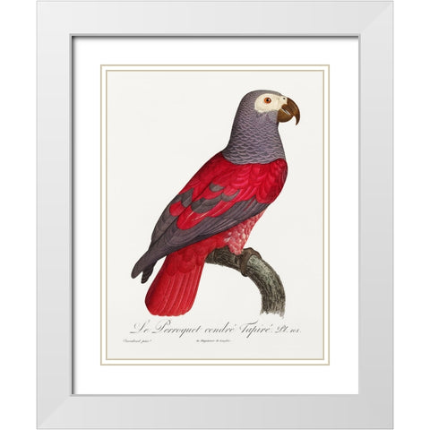 Levaillant Parrot XI White Modern Wood Framed Art Print with Double Matting by Levaillant, Francois