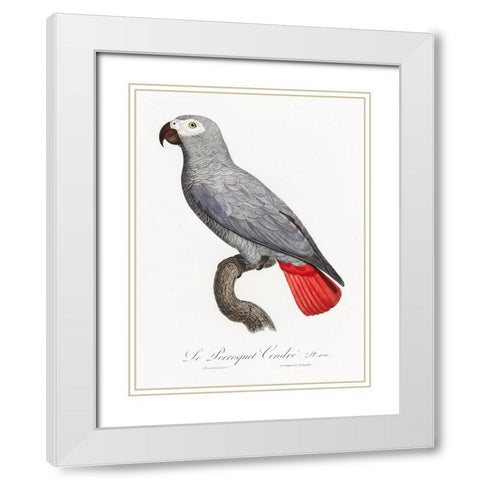 Levaillant Parrot XII White Modern Wood Framed Art Print with Double Matting by Levaillant, Francois