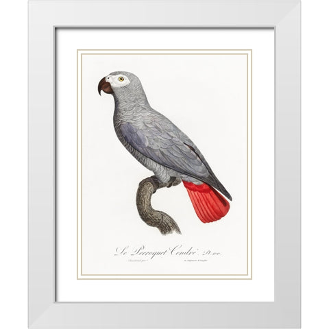 Levaillant Parrot XII White Modern Wood Framed Art Print with Double Matting by Levaillant, Francois