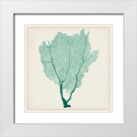 Sea Fan I White Modern Wood Framed Art Print with Double Matting by Vision Studio