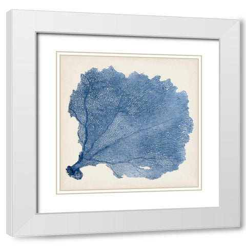 Sea Fan V White Modern Wood Framed Art Print with Double Matting by Vision Studio