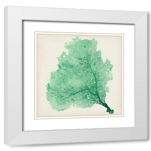 Sea Fan VII White Modern Wood Framed Art Print with Double Matting by Vision Studio