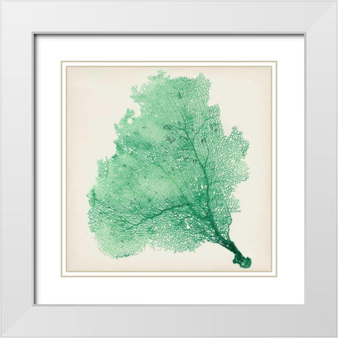 Sea Fan VII White Modern Wood Framed Art Print with Double Matting by Vision Studio