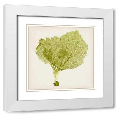 Sea Fan VIII White Modern Wood Framed Art Print with Double Matting by Vision Studio