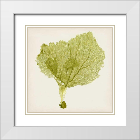 Sea Fan VIII White Modern Wood Framed Art Print with Double Matting by Vision Studio