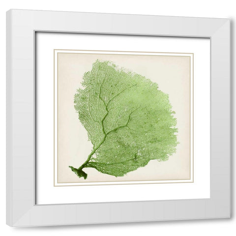 Sea Fan IX White Modern Wood Framed Art Print with Double Matting by Vision Studio