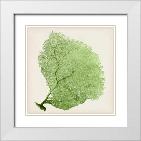 Sea Fan IX White Modern Wood Framed Art Print with Double Matting by Vision Studio