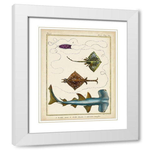 Antique Rays and Fish I White Modern Wood Framed Art Print with Double Matting by Chevillet