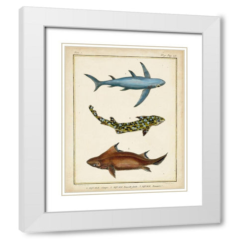 Antique Rays and Fish III White Modern Wood Framed Art Print with Double Matting by Chevillet