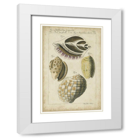 Vintage Shell Study I White Modern Wood Framed Art Print with Double Matting by Martini