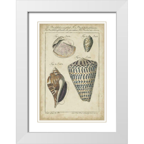 Vintage Shell Study II White Modern Wood Framed Art Print with Double Matting by Martini