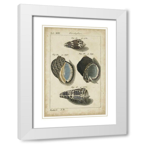 Vintage Shell Study III White Modern Wood Framed Art Print with Double Matting by Martini