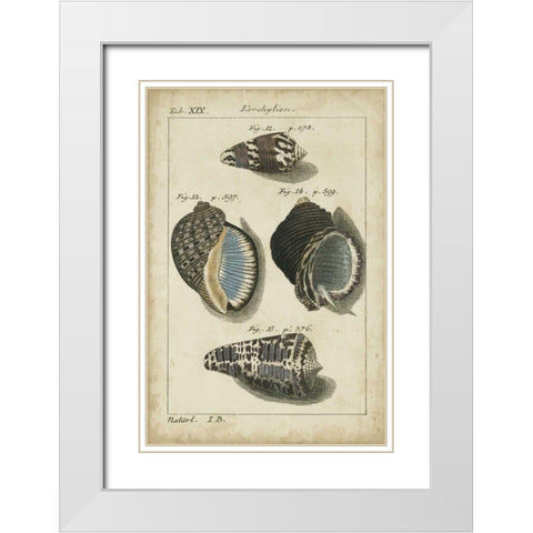 Vintage Shell Study III White Modern Wood Framed Art Print with Double Matting by Martini