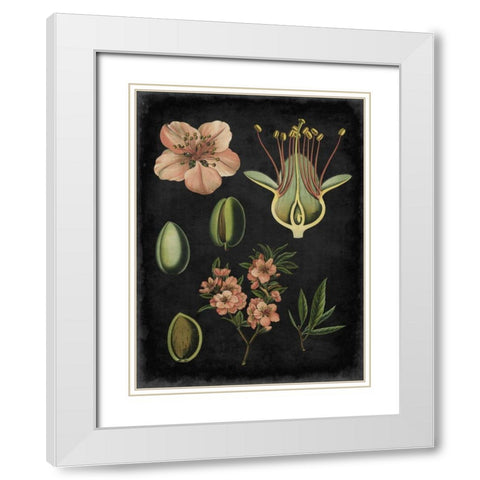 Study in Botany I White Modern Wood Framed Art Print with Double Matting by Vision Studio