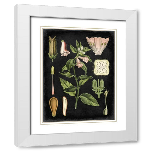 Study in Botany II White Modern Wood Framed Art Print with Double Matting by Vision Studio