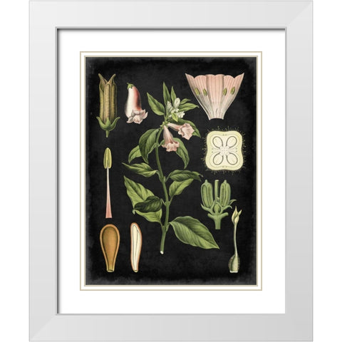 Study in Botany II White Modern Wood Framed Art Print with Double Matting by Vision Studio