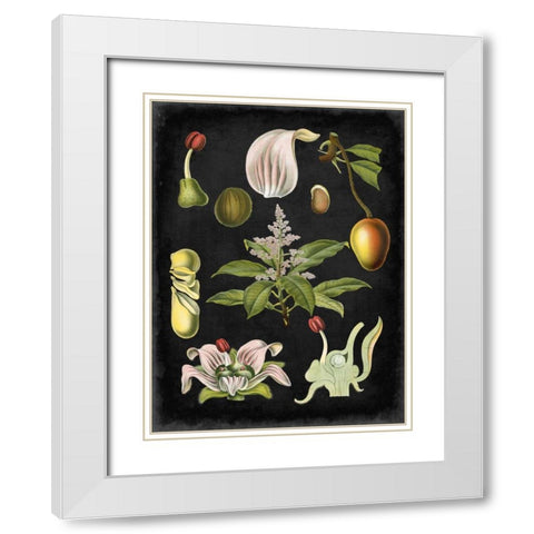 Study in Botany III White Modern Wood Framed Art Print with Double Matting by Vision Studio