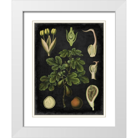 Study in Botany IV White Modern Wood Framed Art Print with Double Matting by Vision Studio