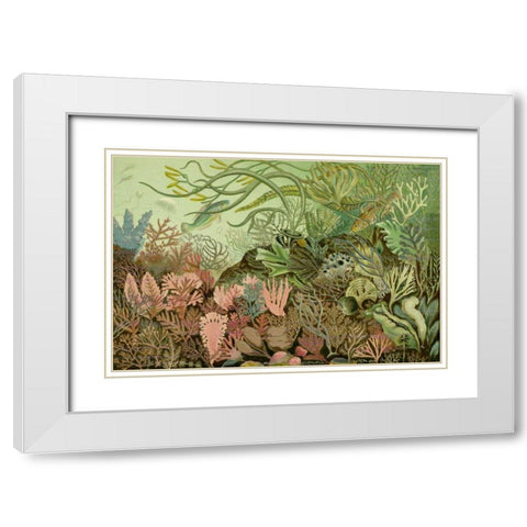 Seaweed Panorama White Modern Wood Framed Art Print with Double Matting by Unknown
