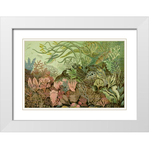 Seaweed Panorama White Modern Wood Framed Art Print with Double Matting by Unknown