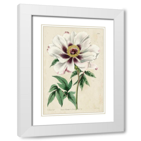 Imperial Floral II White Modern Wood Framed Art Print with Double Matting by Vision Studio