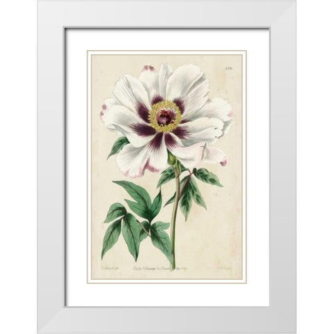 Imperial Floral II White Modern Wood Framed Art Print with Double Matting by Vision Studio