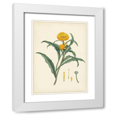Splendors of Botany I White Modern Wood Framed Art Print with Double Matting by Unknown