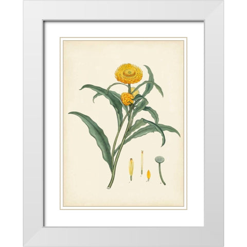 Splendors of Botany I White Modern Wood Framed Art Print with Double Matting by Unknown