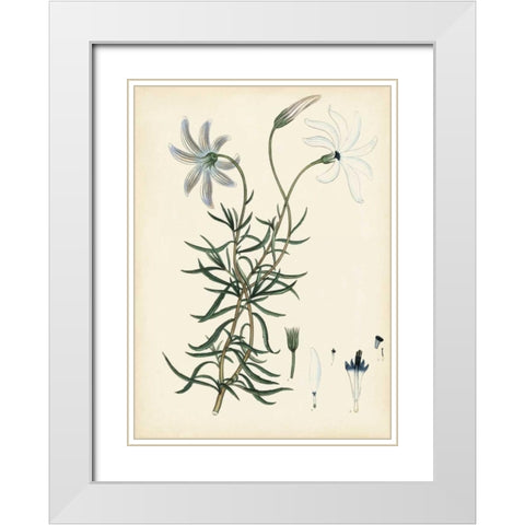 Splendors of Botany II White Modern Wood Framed Art Print with Double Matting by Unknown