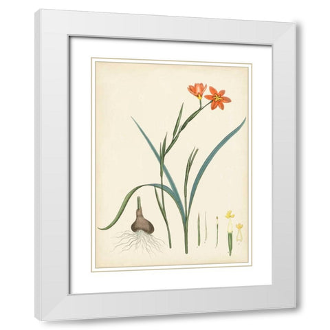Splendors of Botany III White Modern Wood Framed Art Print with Double Matting by Unknown