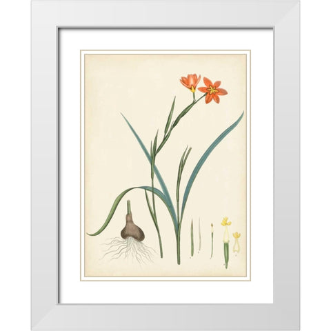 Splendors of Botany III White Modern Wood Framed Art Print with Double Matting by Unknown