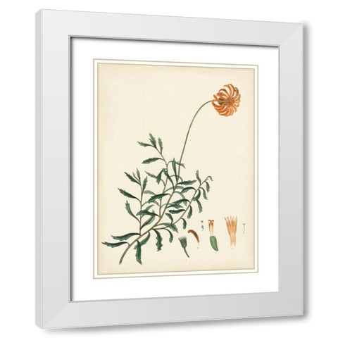 Splendors of Botany IV White Modern Wood Framed Art Print with Double Matting by Unknown