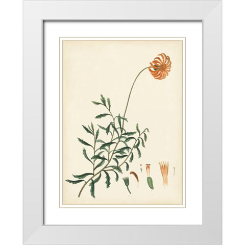 Splendors of Botany IV White Modern Wood Framed Art Print with Double Matting by Unknown