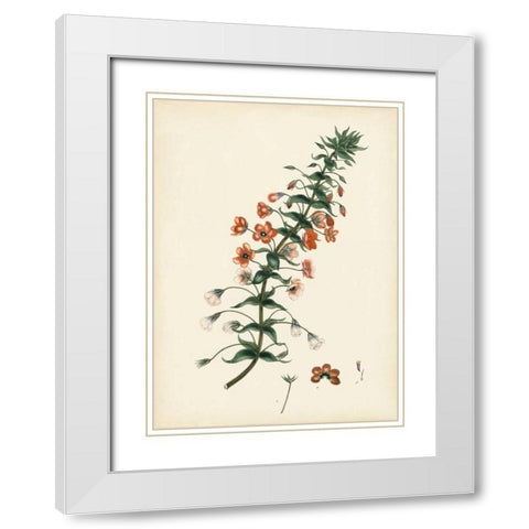 Splendors of Botany V White Modern Wood Framed Art Print with Double Matting by Unknown