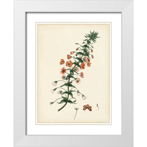 Splendors of Botany V White Modern Wood Framed Art Print with Double Matting by Unknown
