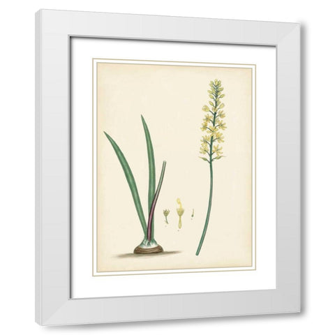 Splendors of Botany VI White Modern Wood Framed Art Print with Double Matting by Unknown