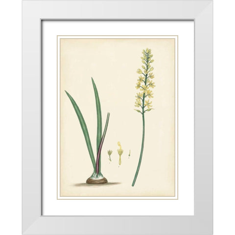 Splendors of Botany VI White Modern Wood Framed Art Print with Double Matting by Unknown