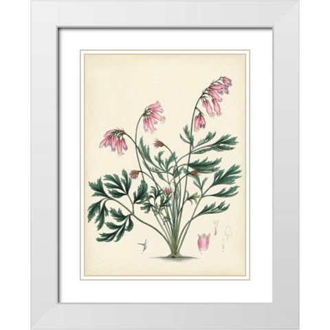 Splendors of Botany VII White Modern Wood Framed Art Print with Double Matting by Unknown