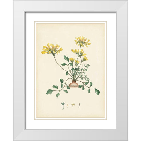 Splendors of Botany VIII White Modern Wood Framed Art Print with Double Matting by Unknown