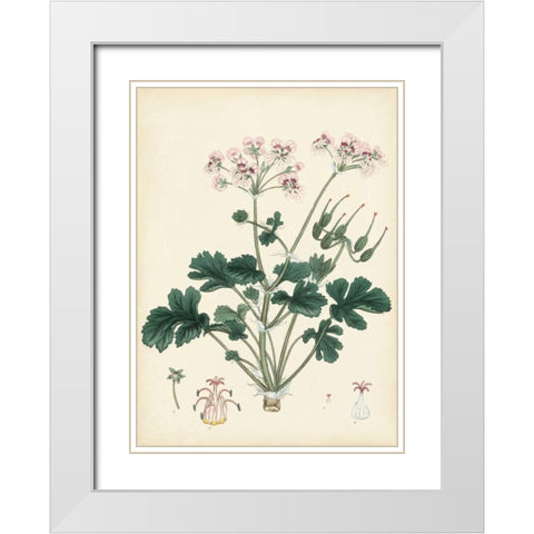 Splendors of Botany IX White Modern Wood Framed Art Print with Double Matting by Unknown