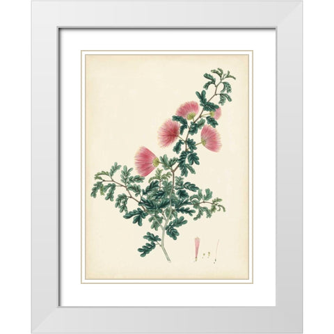 Splendors of Botany X White Modern Wood Framed Art Print with Double Matting by Unknown