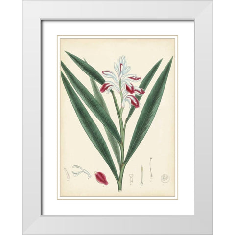 Splendors of Botany XI White Modern Wood Framed Art Print with Double Matting by Unknown