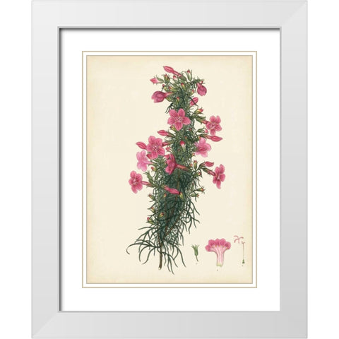 Splendors of Botany XII White Modern Wood Framed Art Print with Double Matting by Unknown