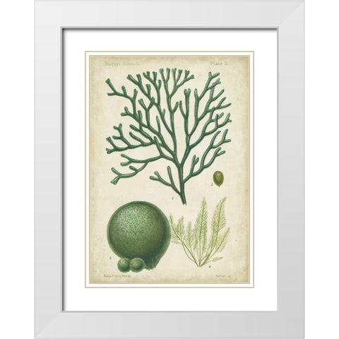 Seaweed Specimen in Green IV White Modern Wood Framed Art Print with Double Matting by Vision Studio