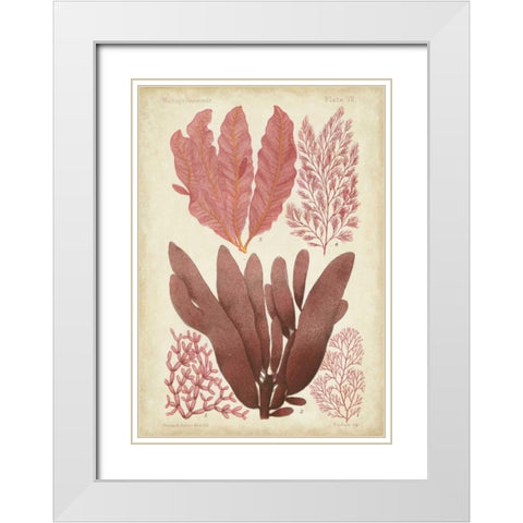 Seaweed Specimen in Coral IV White Modern Wood Framed Art Print with Double Matting by Vision Studio